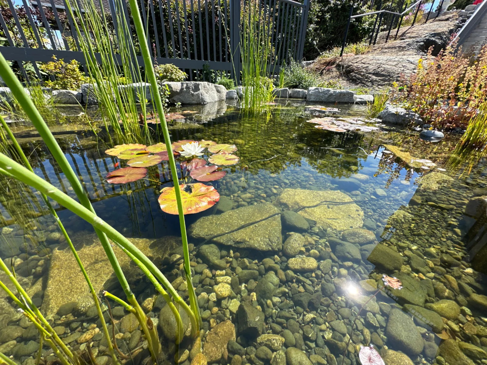A completed Oxbow ecosystem pond in Greater Victoria, its gravel bed visible through clear water.