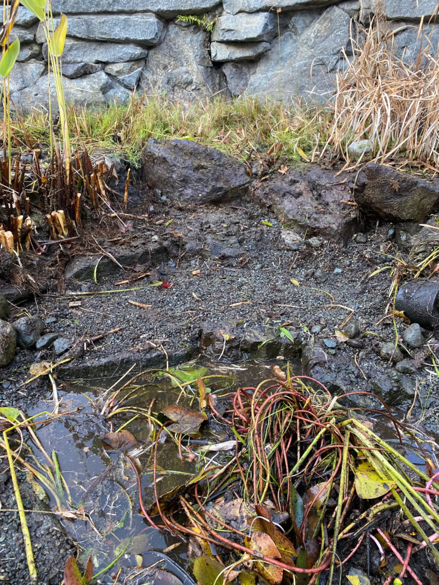 A completed Pond Maintenance project by Oxbow Aquatic Services in Greater Victoria.